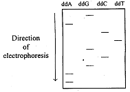 CBSE Question Paper 2007 class 12 Biotechnology