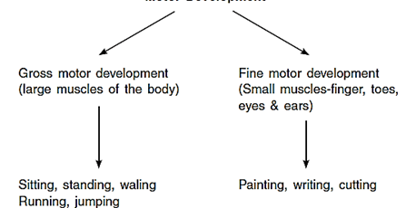 Children and Sports Class 12 Notes Physical Education