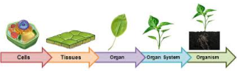 Class 9 Science Case Study Questions