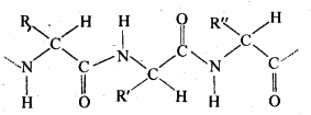 NCERT Solutions For Class 12 Chemistry Chapter 14 Biomolecules-9