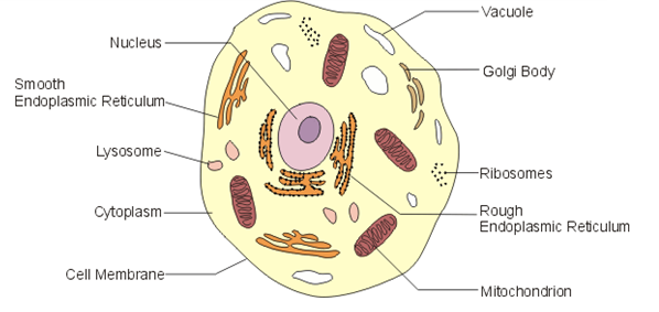 Class 9 Science Sample Papers 2022-23 | myCBSEguide