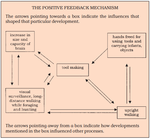 Processes strengthen by tool making