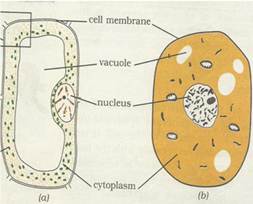 NCERT Solutions for Class 8 Science Cell Structure and Functions
