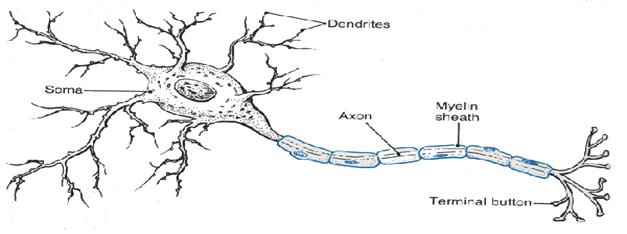 http://brainyinfo.com/home/wp-content/uploads/2011/01/Neuron.gif