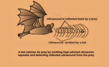 Ultrasound_Bat_Chapter_12_Sound_Science_CBSE_Class_9th.jpg