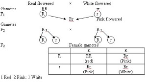 Principles of Inheritance and Variation class 12 Notes Biology