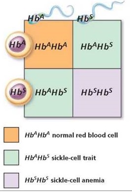 Principles of Inheritance and Variation class 12 Notes Biology