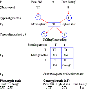 Principles of Inheritance and Variation class 12 Notes Biology