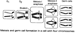 Principles of Inheritance and Variation class 12 Notes Biology