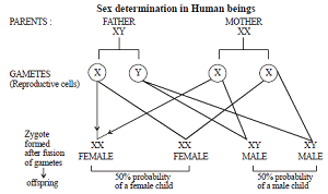 Principles of Inheritance and Variation class 12 Notes Biology