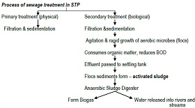 Microbes in Human Welfare class 12 Notes Biology