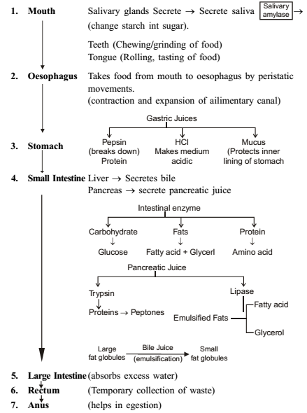 Life Processes Class 10 Notes Science Mycbseguide 