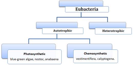 Biological Classification Class 11 Notes Biology Mycbseguide Cbse Papers Ncert Solutions