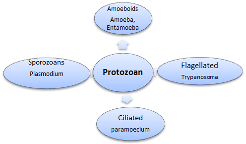 Biological Classification Class 11 Notes Biology Mycbseguide Cbse Papers Ncert Solutions