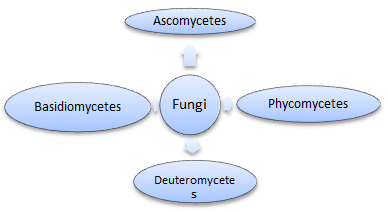 Biological Classification Class 11 Notes Biology Mycbseguide Cbse Papers Ncert Solutions