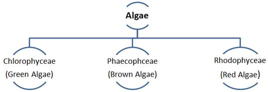 Plant Kingdom Class 11 Notes CBSE Biology Chapter 3 [PDF]