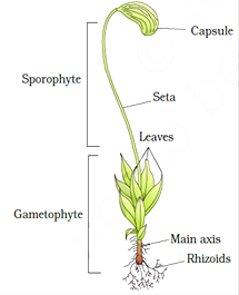 plantae kingdom diagram