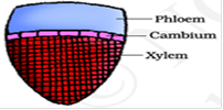 Anatomy of Flowering Plants class 11 Notes Biology