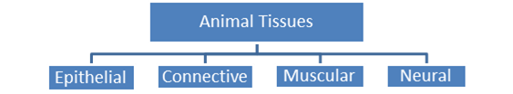 Structural Organisation in Animals class 11 Notes Biology | myCBSEguide
