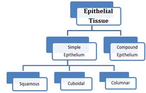 animal tissue flow chart