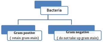 Cell Structure and Functions class 11 Notes Biology