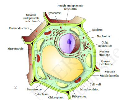 Cell Structure and Functions class 11 Notes Biology