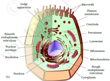 Cell Structure And Functions Class 11 Notes Biology Mycbseguide Cbse Papers Ncert Solutions