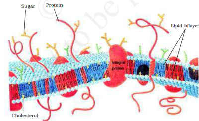 Cell Structure and Functions class 11 Notes Biology