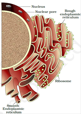 Cell Structure and Functions class 11 Notes Biology