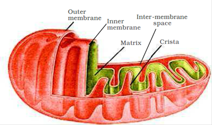 Cell Structure and Functions class 11 Notes Biology