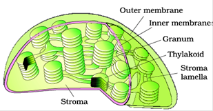 Cell Structure and Functions class 11 Notes Biology