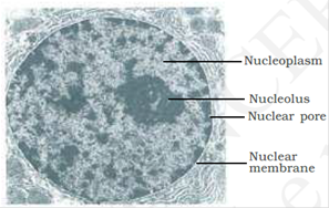 Cell Structure and Functions class 11 Notes Biology