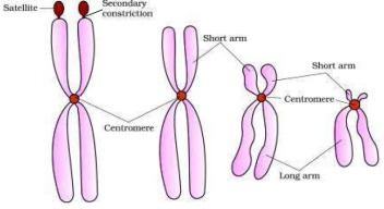 Cell Structure and Functions class 11 Notes Biology