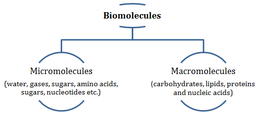 Biomolecules class 11 Notes Biology