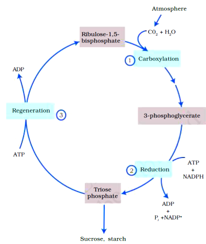 Photosynthesis In Higher Plants Revision Notes