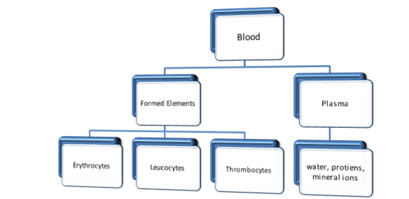 Body Fluids And Circulation class 11 Notes Biology