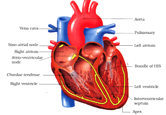 Body Fluids And Circulation class 11 Notes Biology