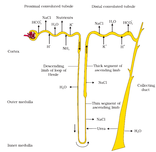 Excretory Products And Their Elimination Class 11 Notes Biology Mycbseguide