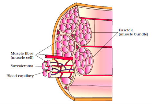 Class10th – Pelvic girdle and pectoral girdle, Locomotion and Movement  (Hindi)