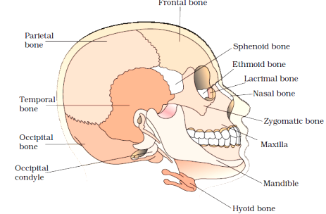 Class10th – Pelvic girdle and pectoral girdle, Locomotion and Movement  (Hindi)