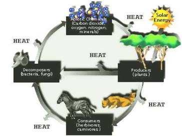 Life on the Earth Class 11 Notes Geography