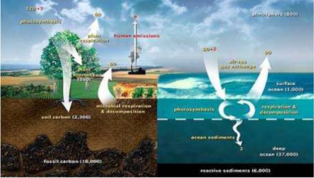 Life on the Earth Class 11 Notes Geography