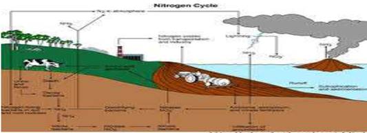 Life on the Earth Class 11 Notes Geography