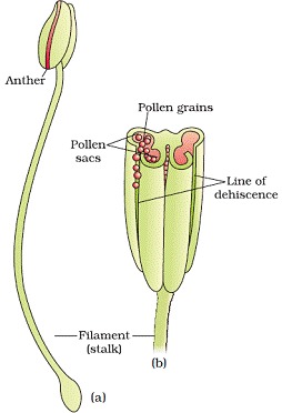 Sexual Reproduction in Flowering Plants Class 12 Notes Biology