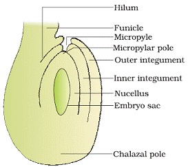 Sexual Reproduction in Flowering Plants Class 12 Notes Biology