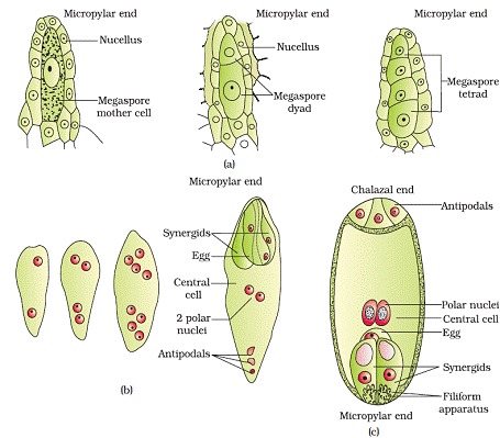 Sexual Reproduction in Flowering Plants Class 12 Notes Biology