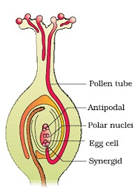 Sexual Reproduction in Flowering Plants Class 12 Notes Biology