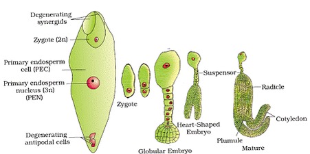 Sexual Reproduction in Flowering Plants Class 12 Notes Biology