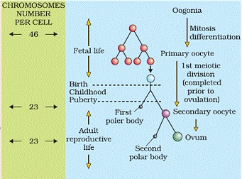 Human Reproduction Class 12 Notes Biology