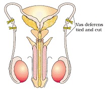 Reproductive Health class 12 Notes Biology